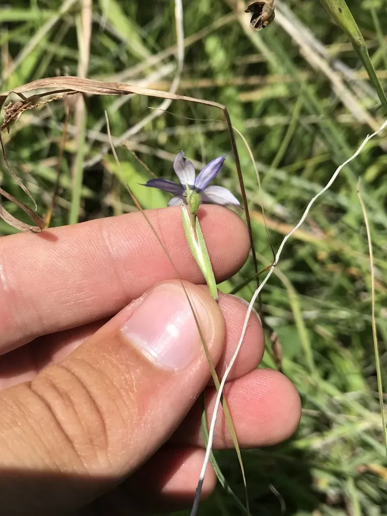 Needle-pointed Blue-eyed Grass