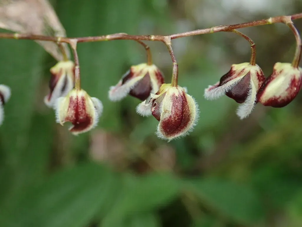 Stelis Convallaria