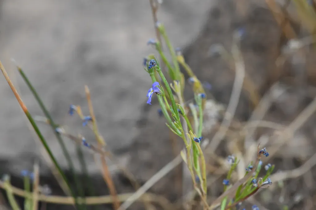 Cascade Calicoflower