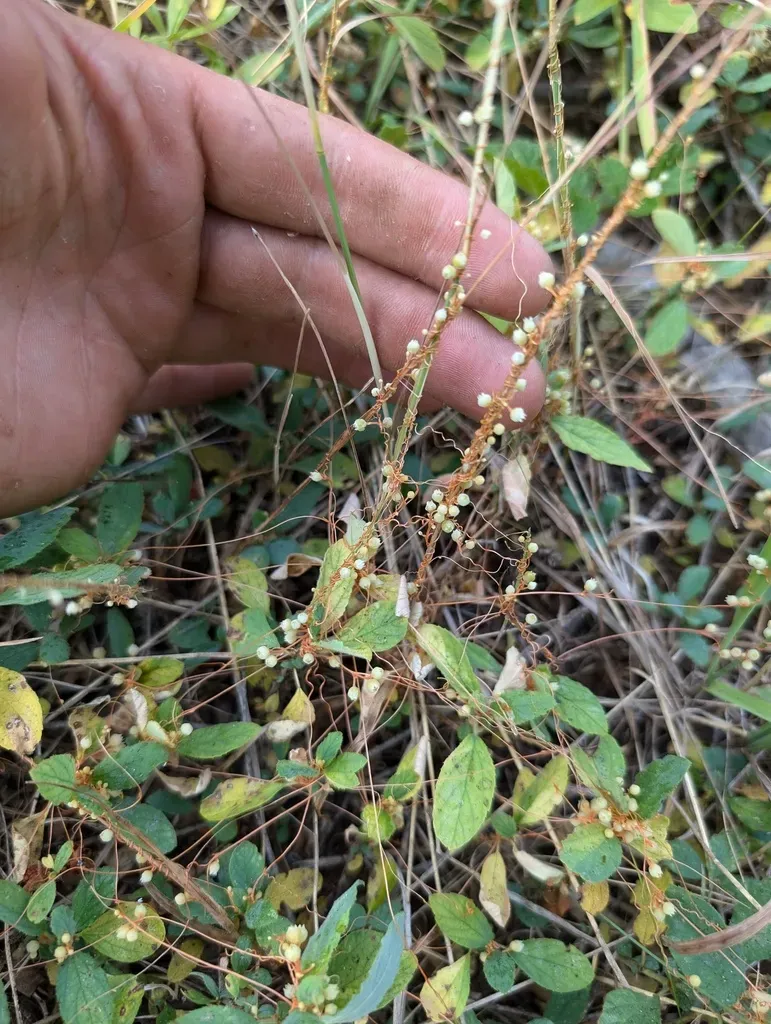 Jepson's Dodder