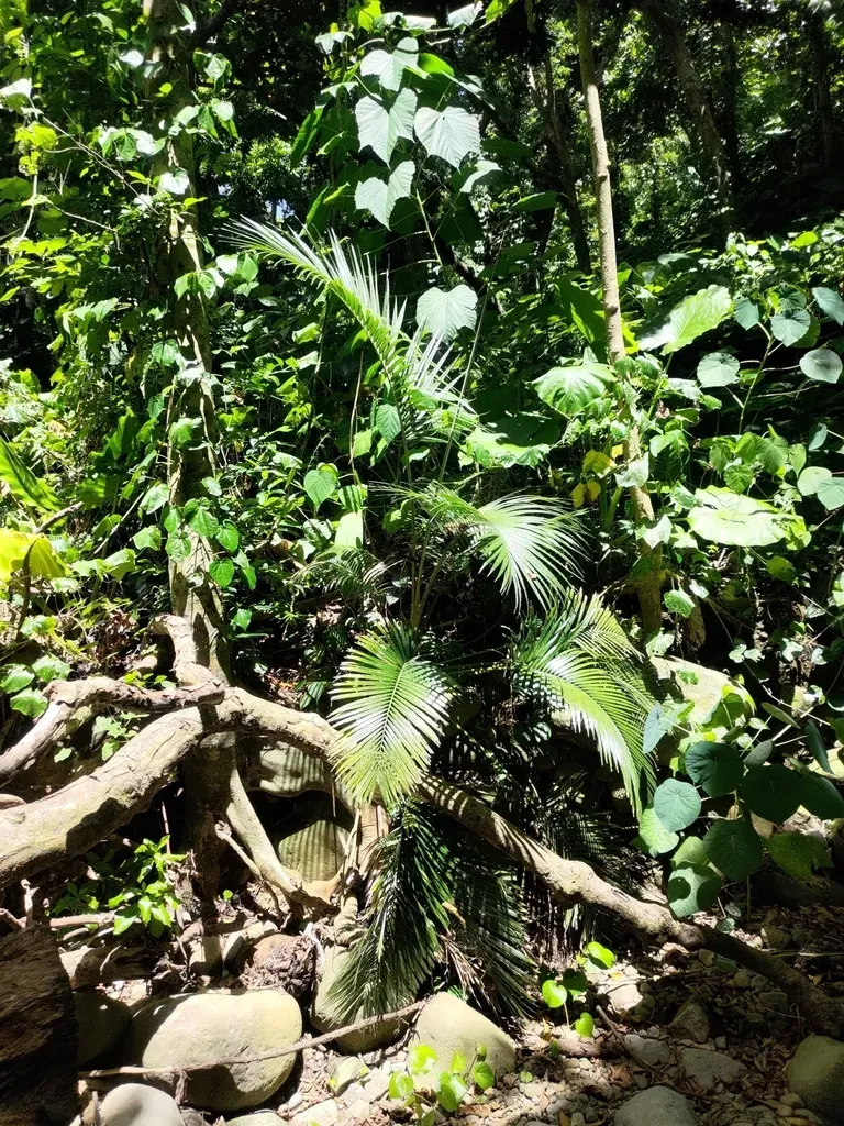 Calamus Siphonospathus