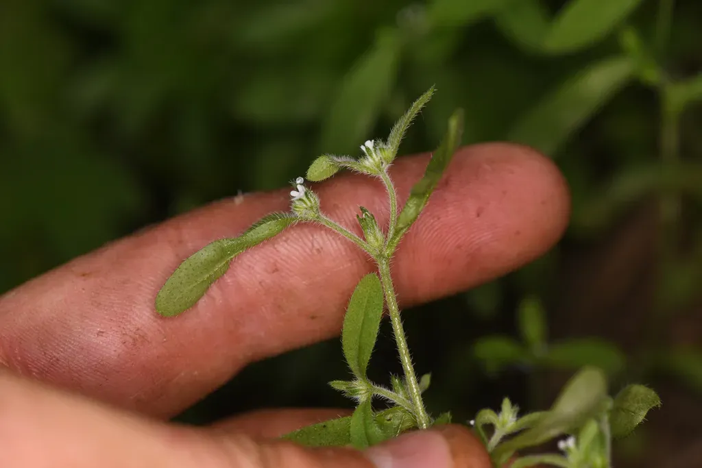 Side-grooved Cryptantha