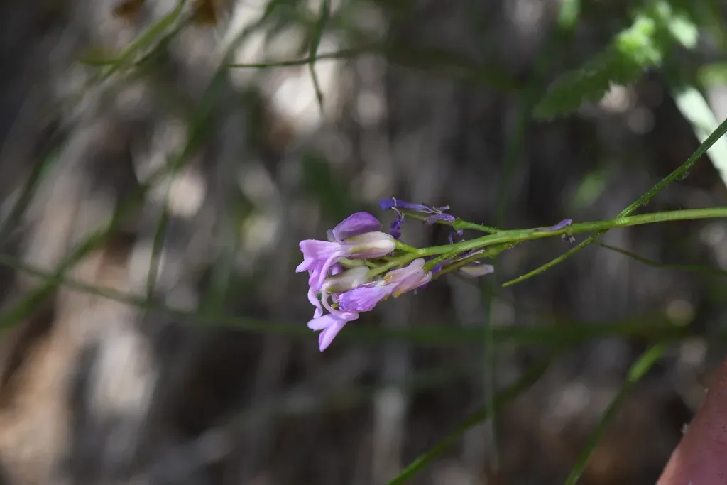 Oregon Rockcress