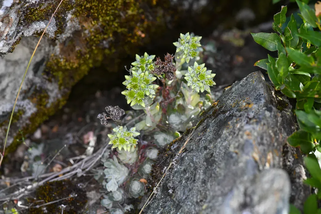 Applegate Stonecrop