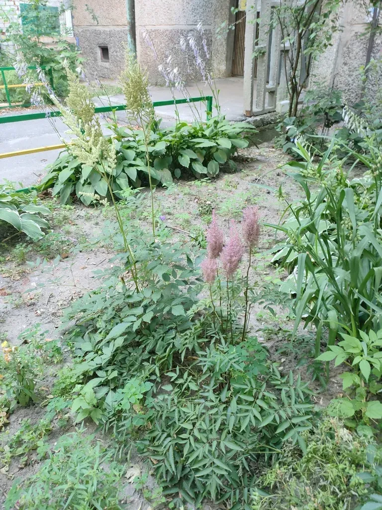 Red False-buck's-beard