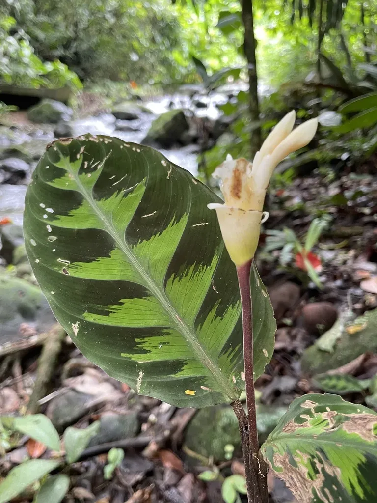 Calathea Warscewiczii