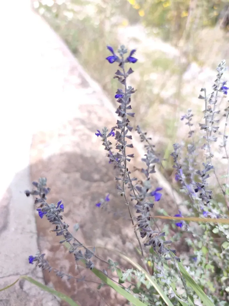 Salvia Spellenbergii
