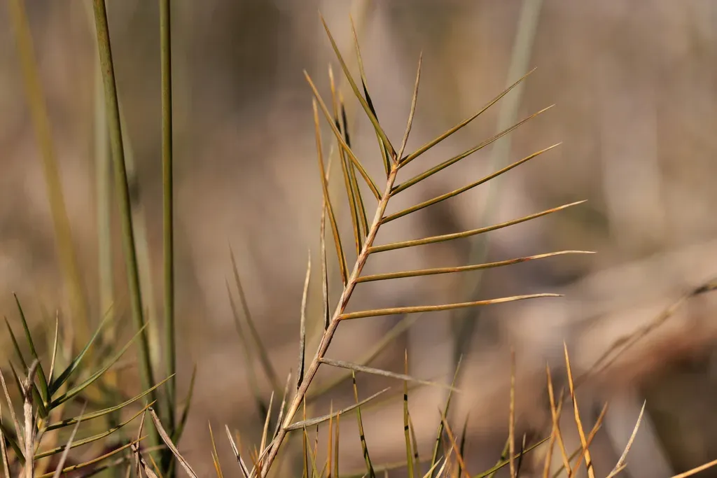 Australian Saltgrass