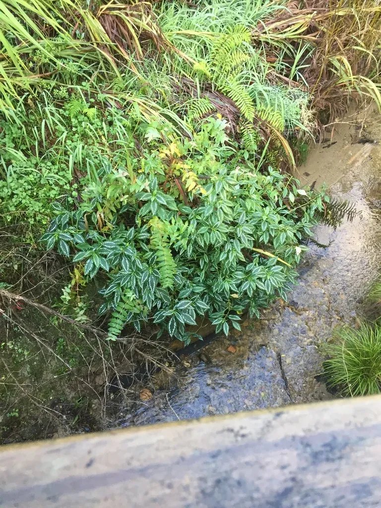 Strobilanthes Maculata