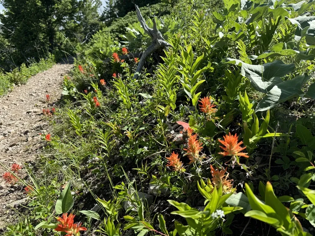 Mountainside Indian Paintbrush