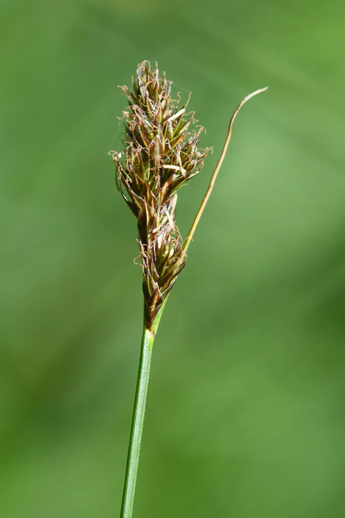Smooth-beaked Sedge