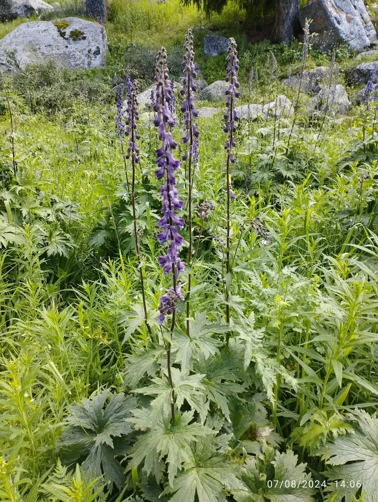 Lucid Monkshood
