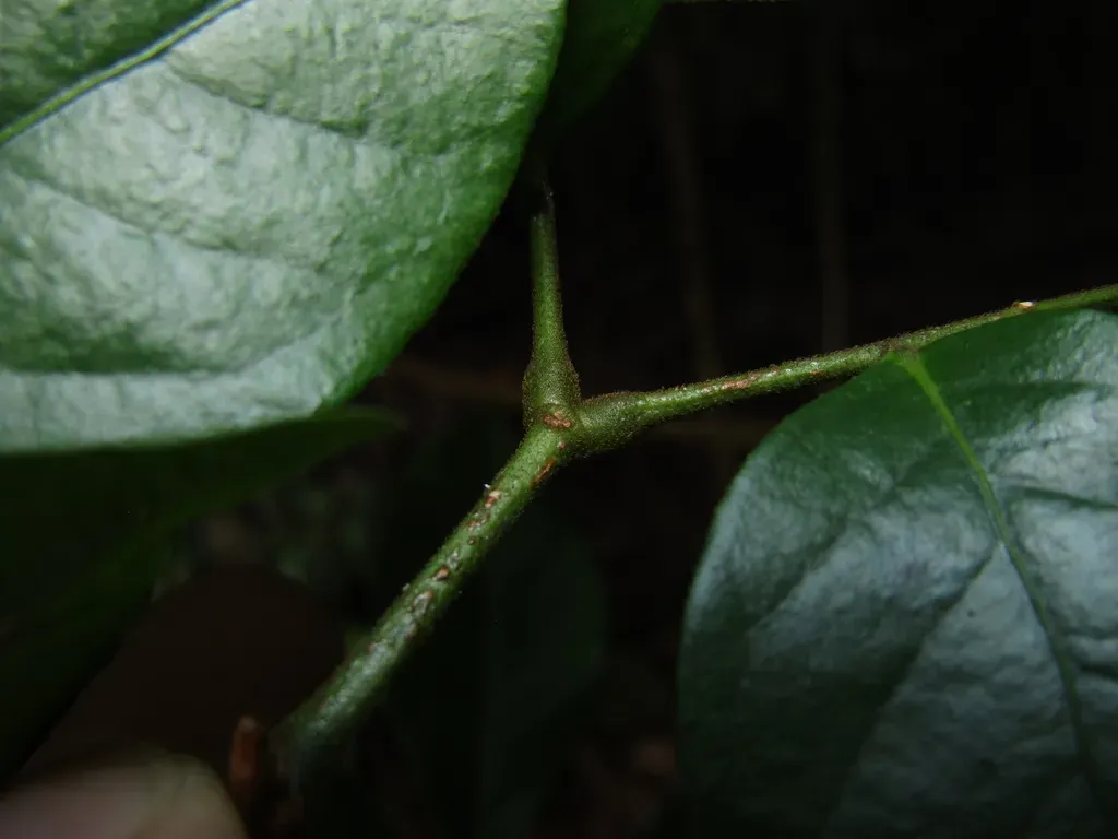 Archidendron Muellerianum