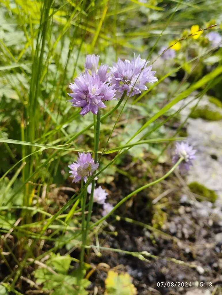 Allium Schoenoprasoides