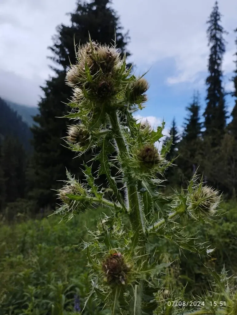 Cirsium Sieversii