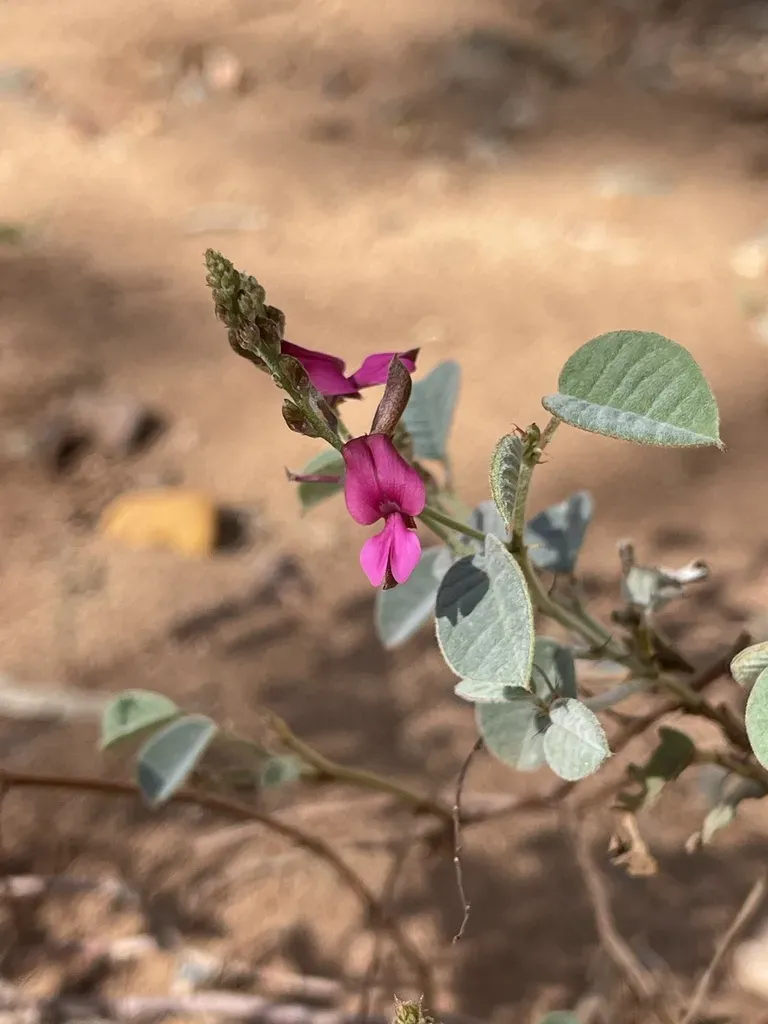 Indigofera Monophylla