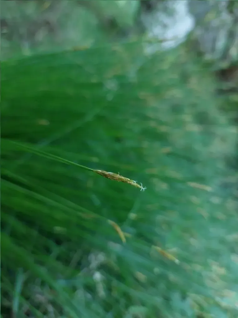 Trichophorum Subcapitatum