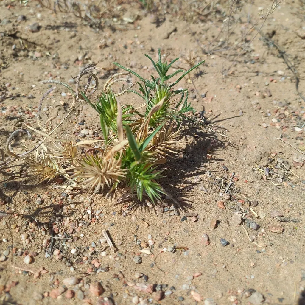 Medicago Medicaginoides