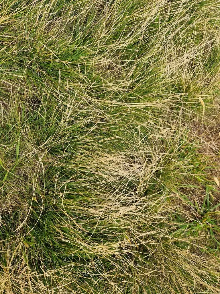 Matgrass