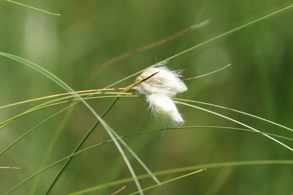Rough Cotton-grass