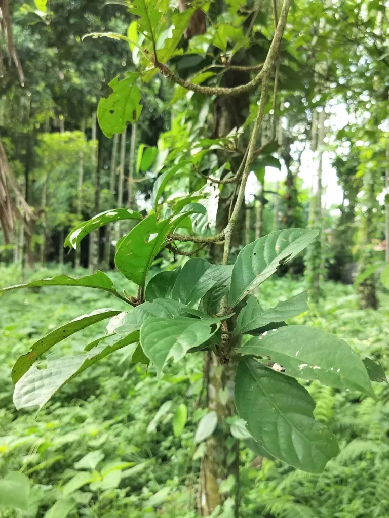 Baccaurea Ramiflora
