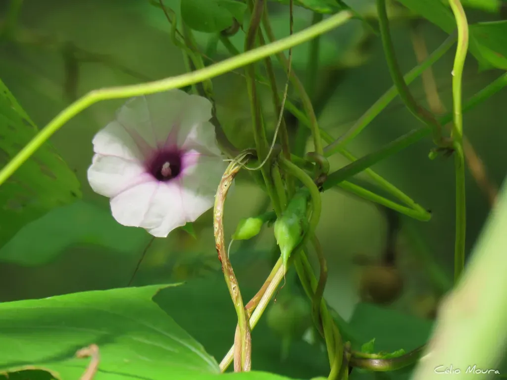 Ipomoea Acanthocarpa