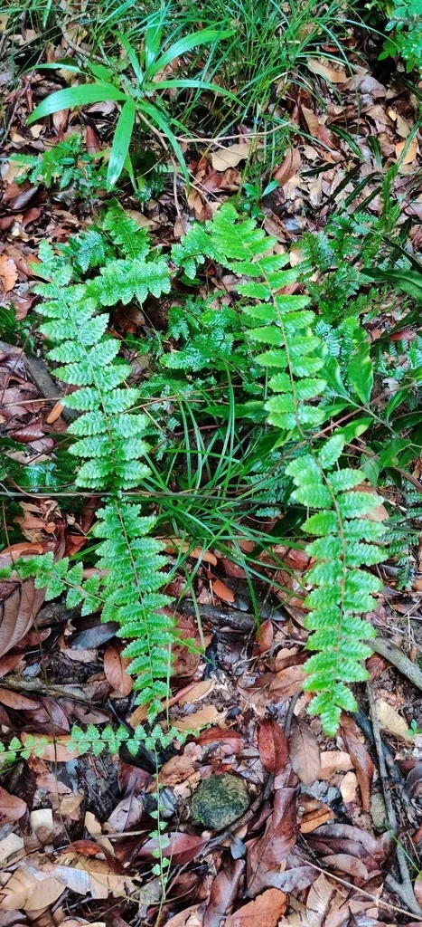 Lygodium Polystachyum