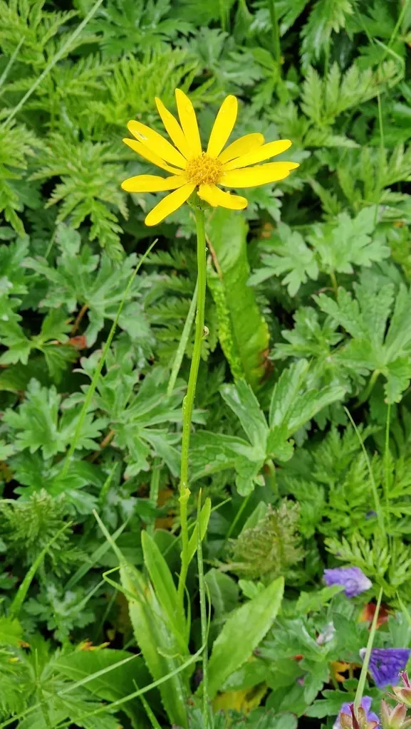 Senecio Kolenatianus