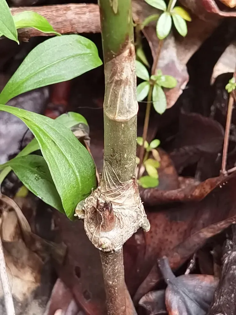 Maianthemum Paniculatum