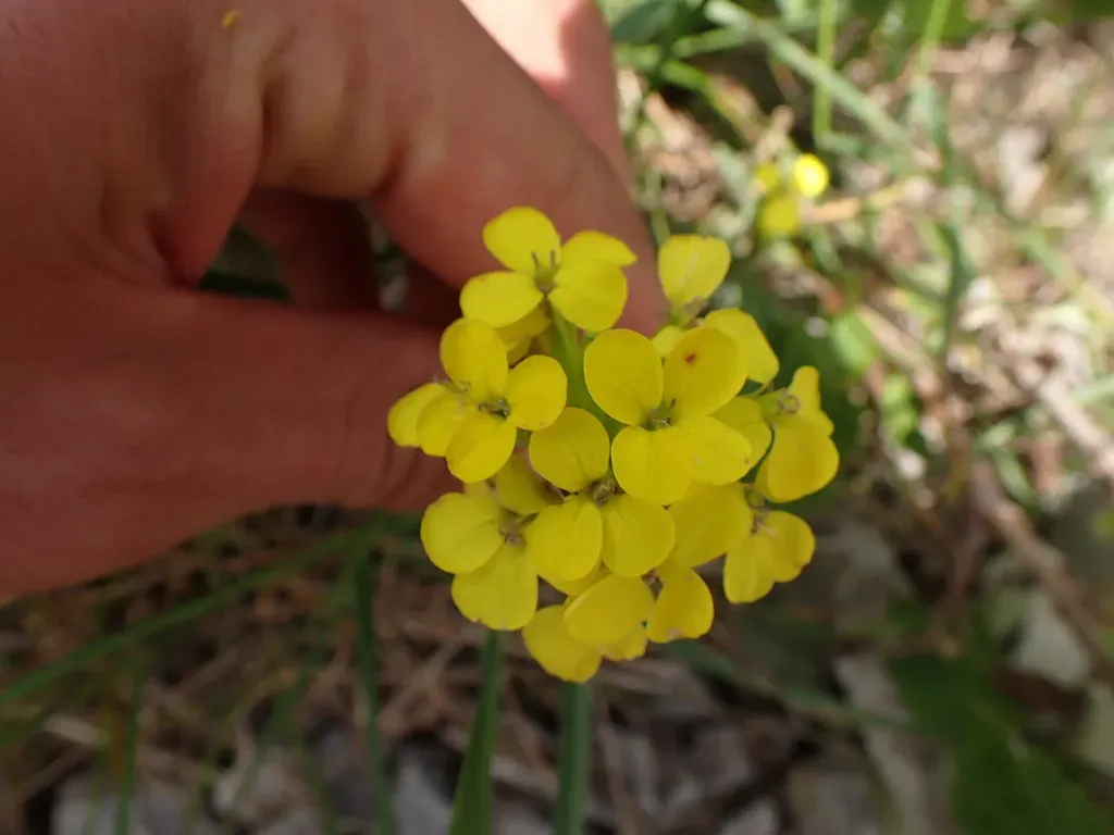 Erysimum Montosicola