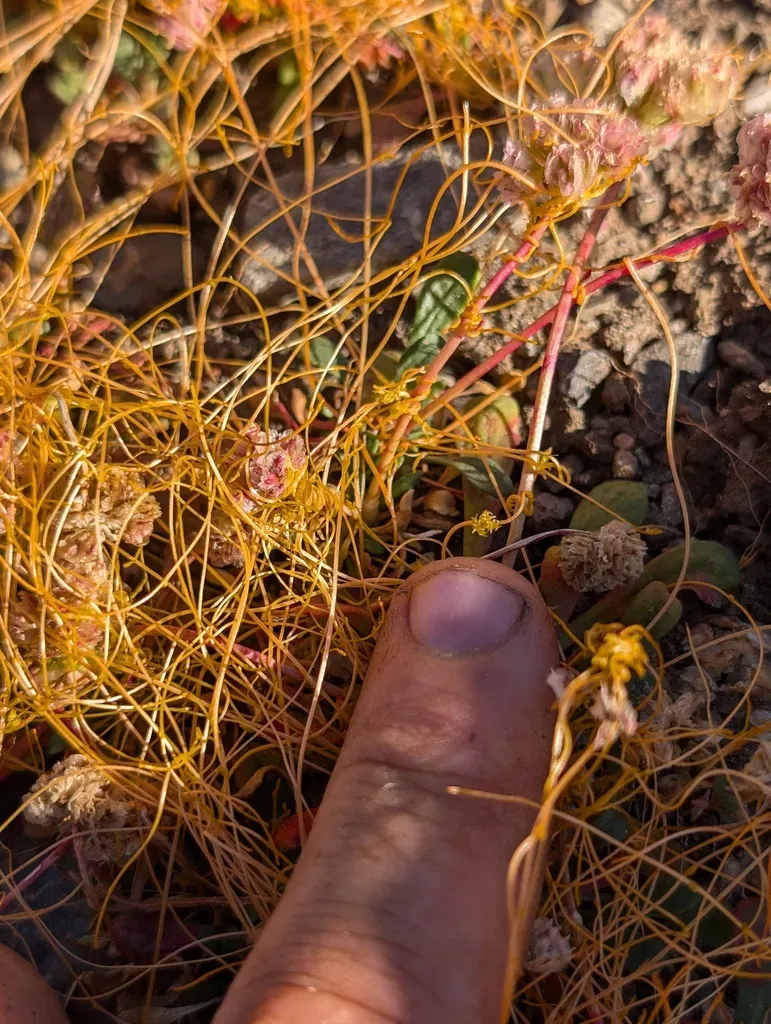 Mountain Dodder