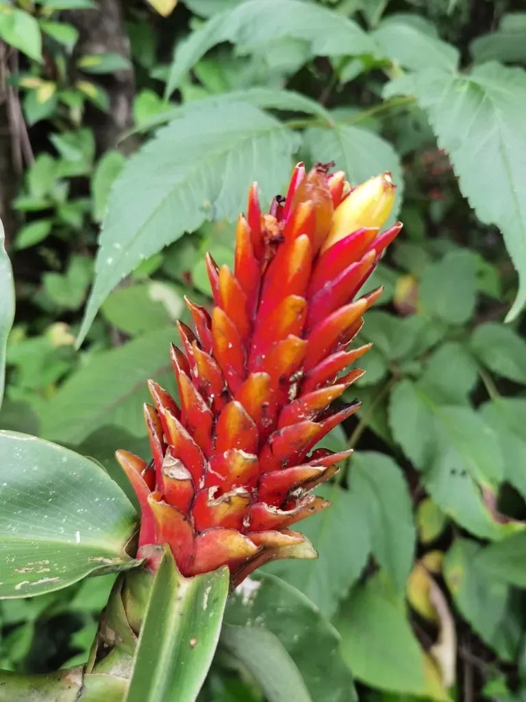 Costus Curvibracteatus