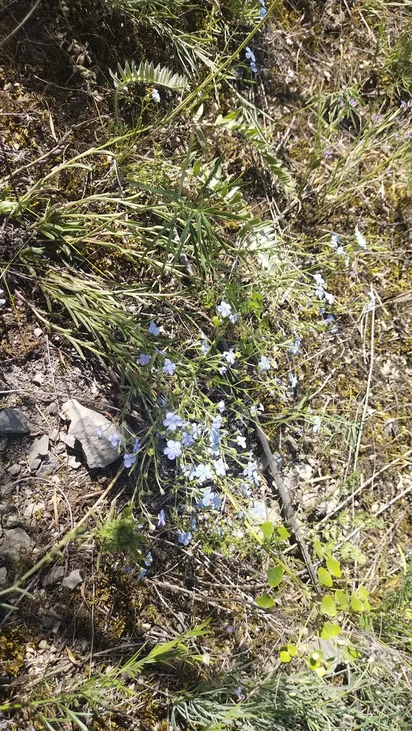 Eritrichium Jenisseense