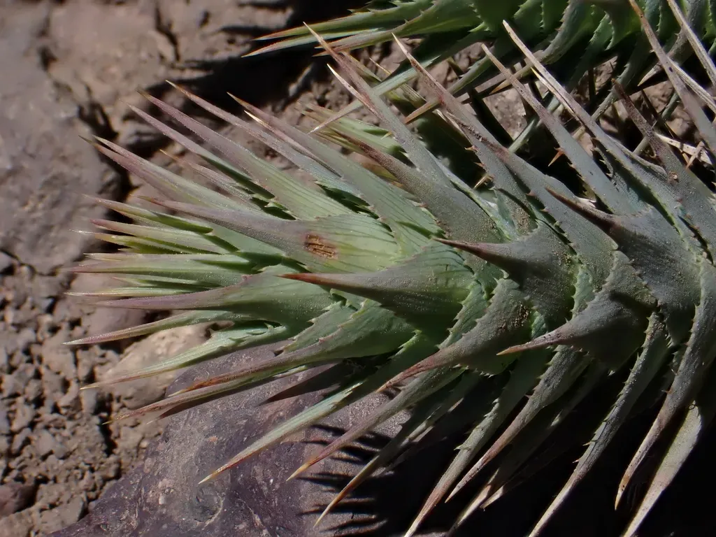 Nassauvia Pyramidalis