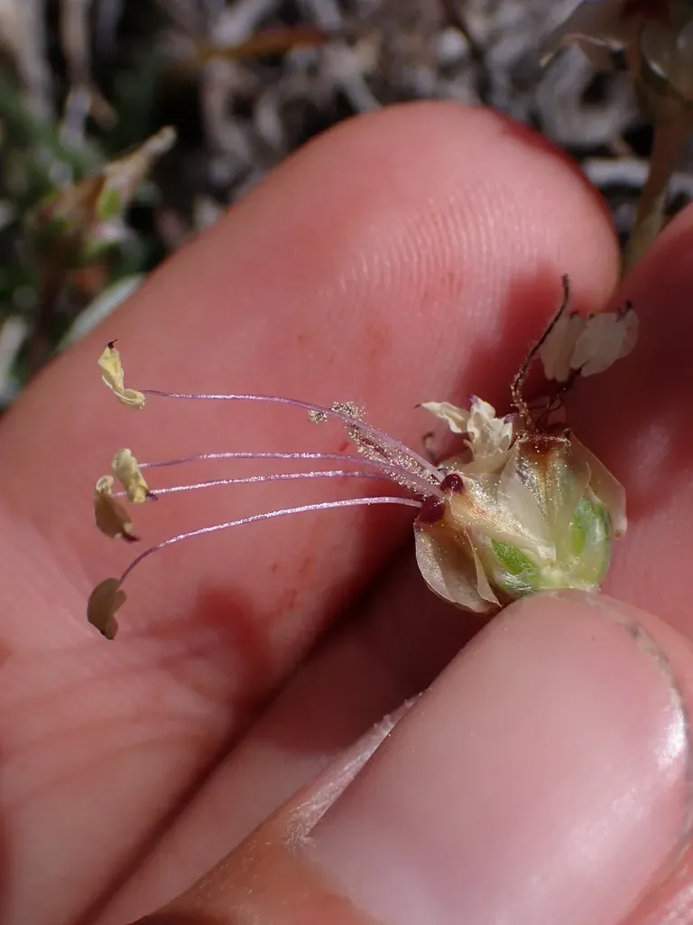 Plantago Grandiflora