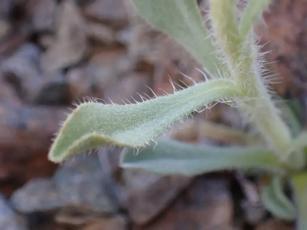 Crater Lake Oreocarya