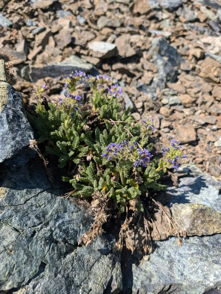 Mount Eddy Sky Pilot