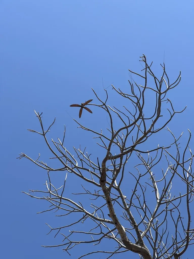 Caprivi Wooden-banana