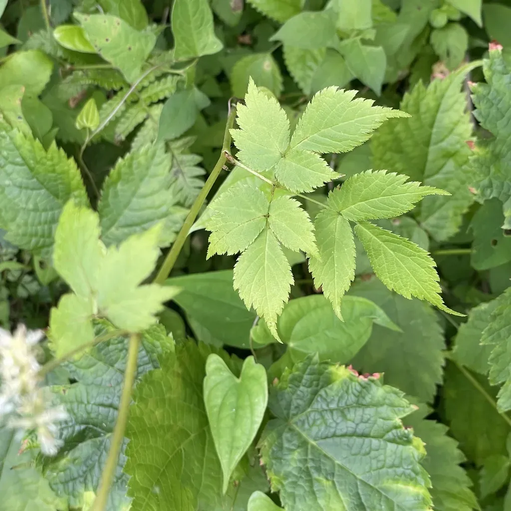 Tall False-buck's-beard