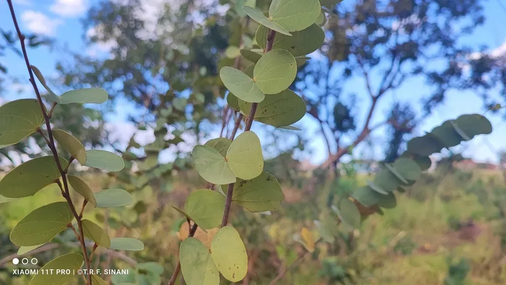 Bauhinia Curvula