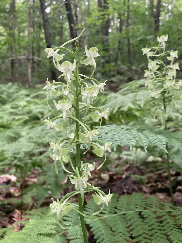 Large-leaved Bog Orchid