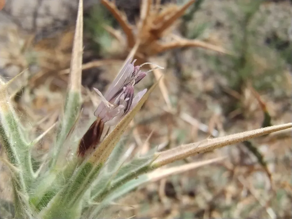 Red Toothed Star-thistle