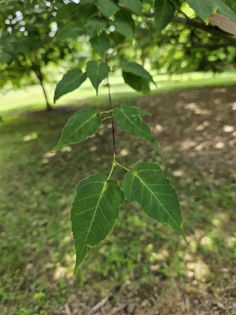 Hawthorn-leaved Maple