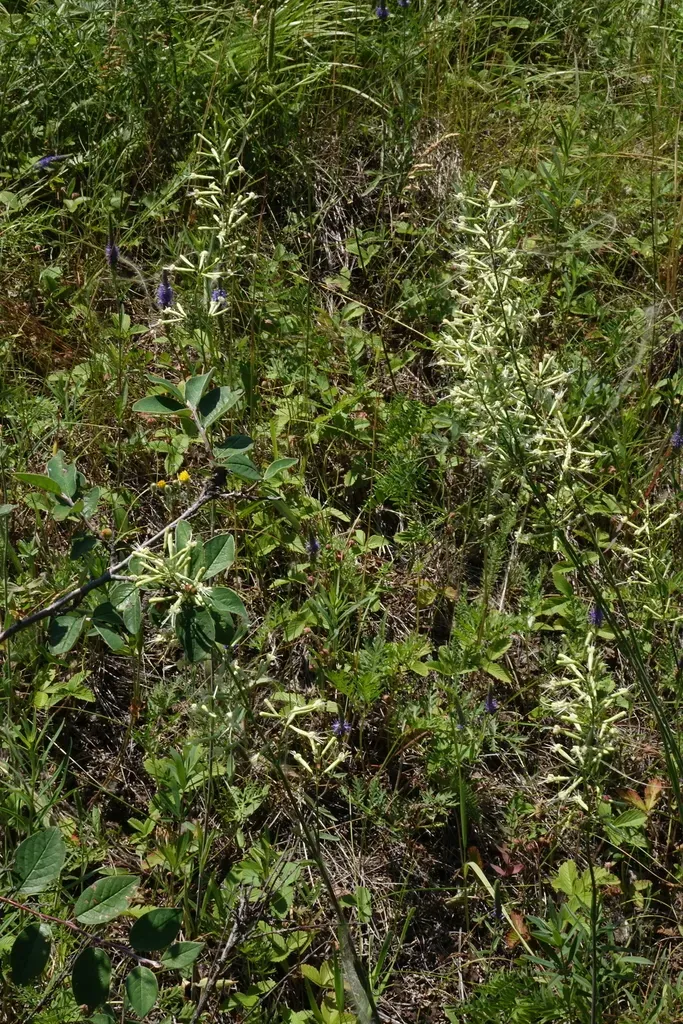 Silene Multiflora