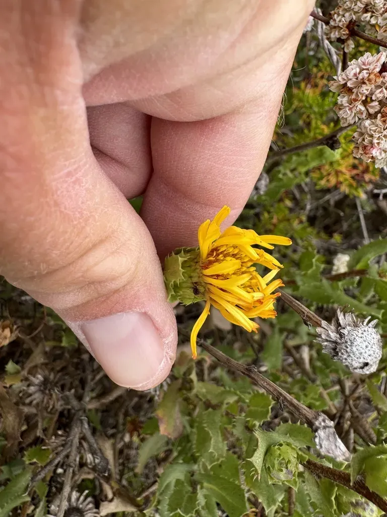 Barberry-leaf Goldenbush