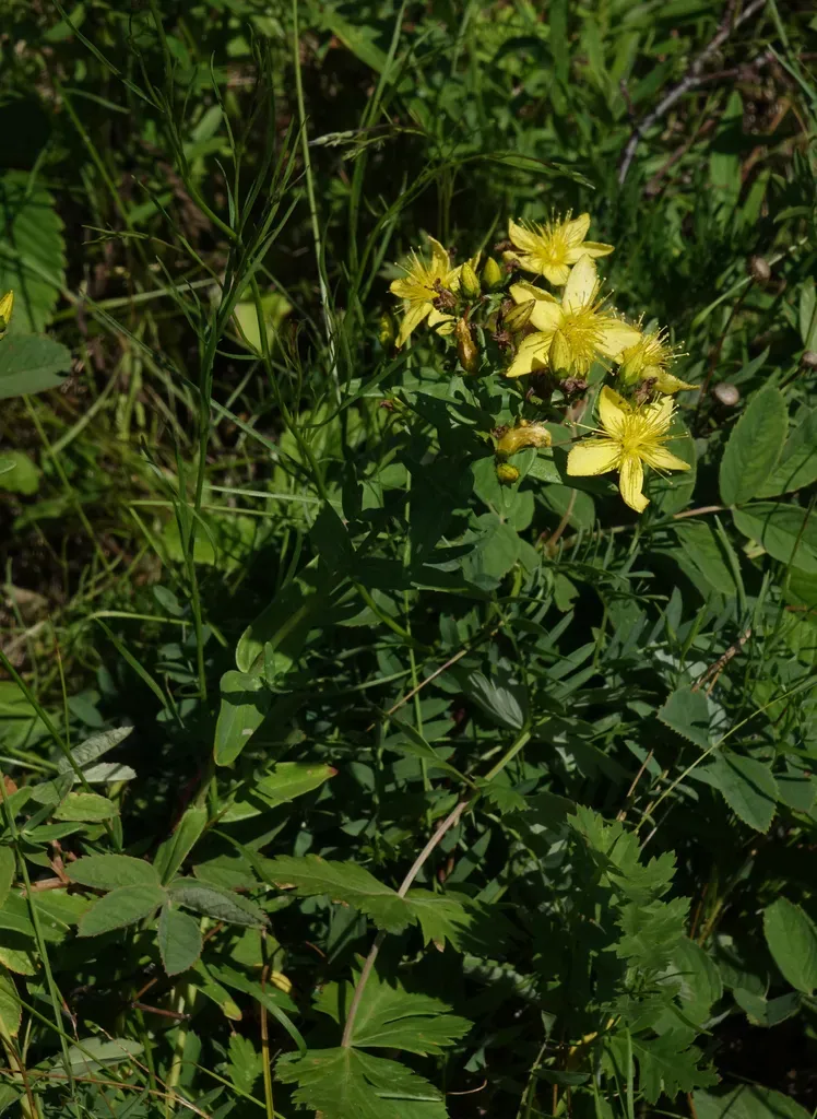 Elegant St John's Wort