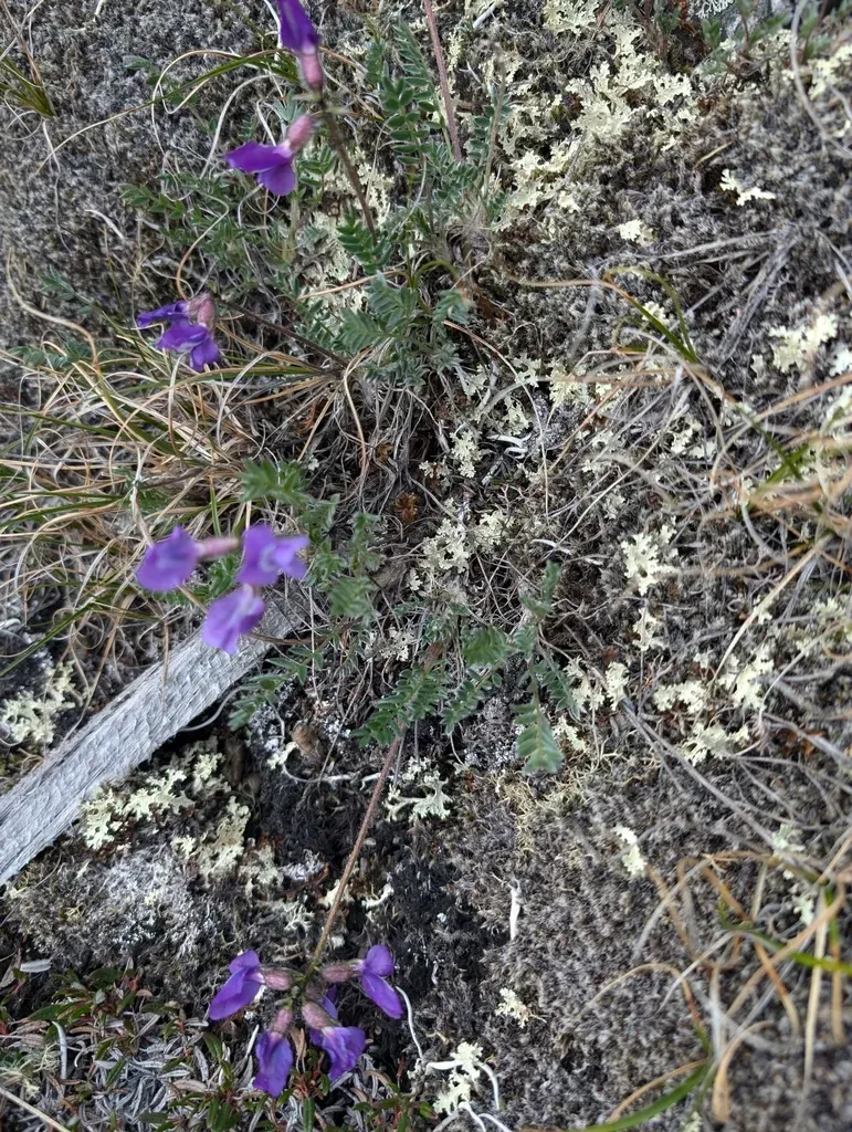 Arctic Locoweed