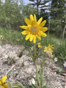 Narrowleaf Arnica
