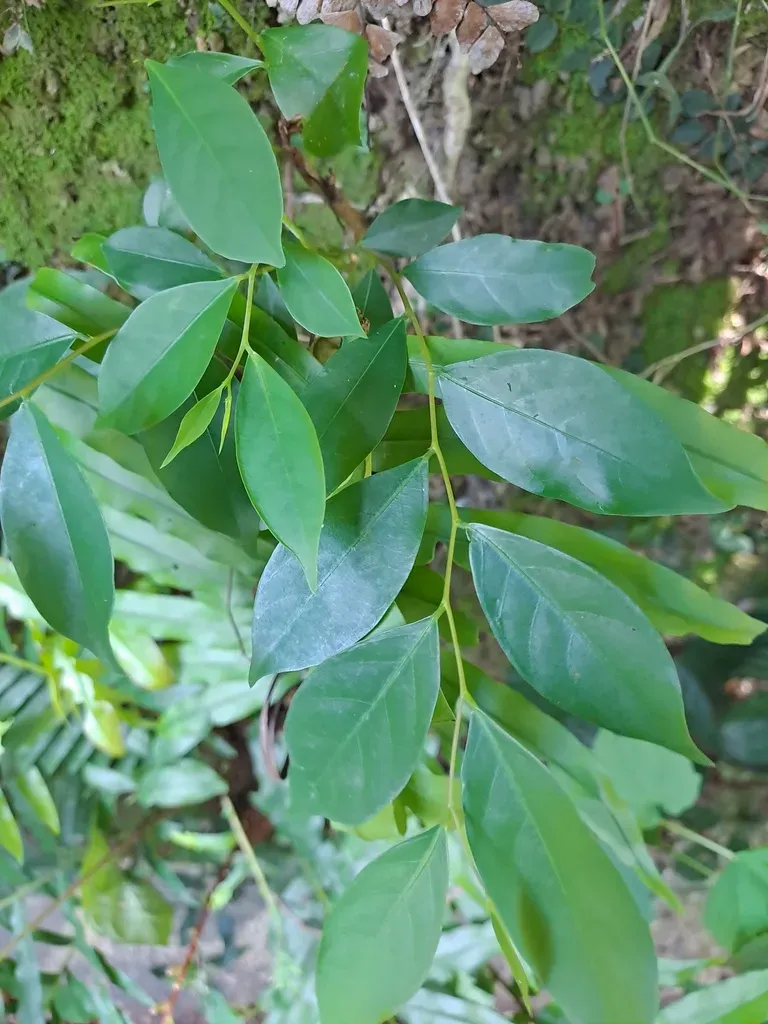 Wright's Abacus Plant