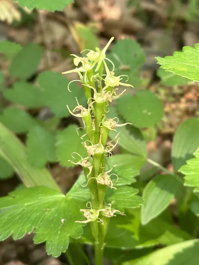 Large Widelip Orchid
